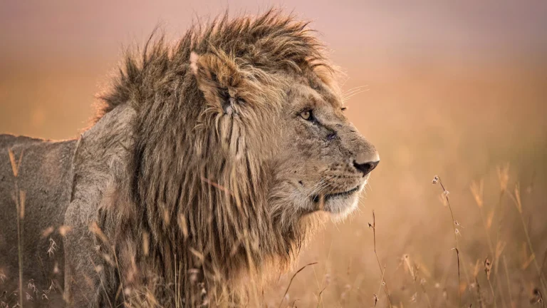 Lion on a Tanzania safari